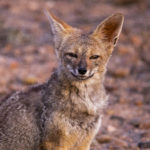 Protesta Minera Dominga