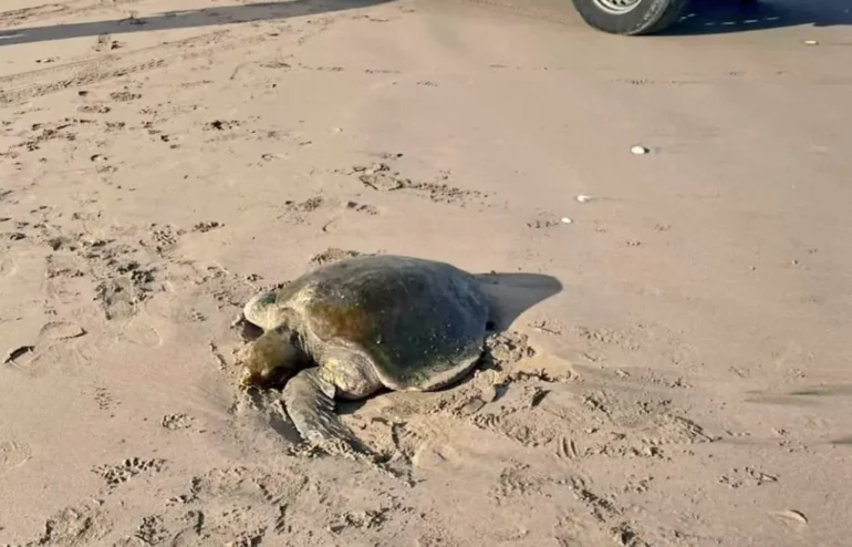 Tortuga en playa de La Serena