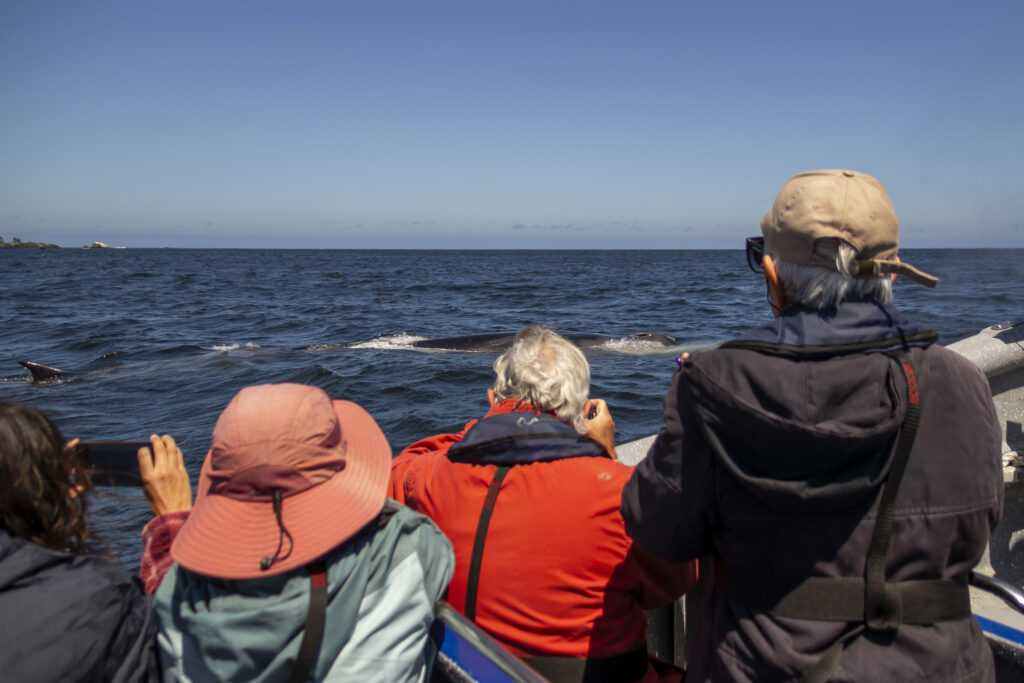 Avistamiento de Ballenas Fin en el Archipiélago de Humboldt