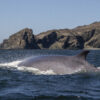 ballenas fin en el archipiélago de humboldt región de atacama, región de coquimbo