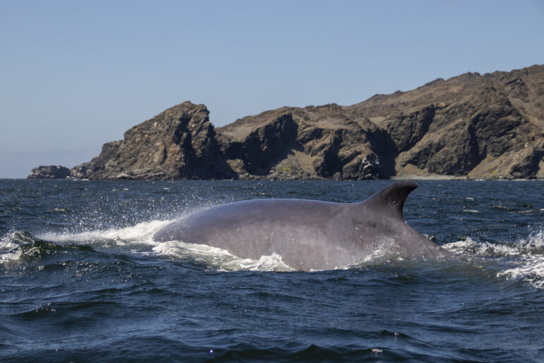 ballenas fin en el archipiélago de humboldt región de atacama, región de coquimbo