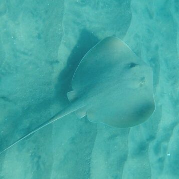 Manta Raya Diamante descubierta por ciencia ciudadana y CEAZA