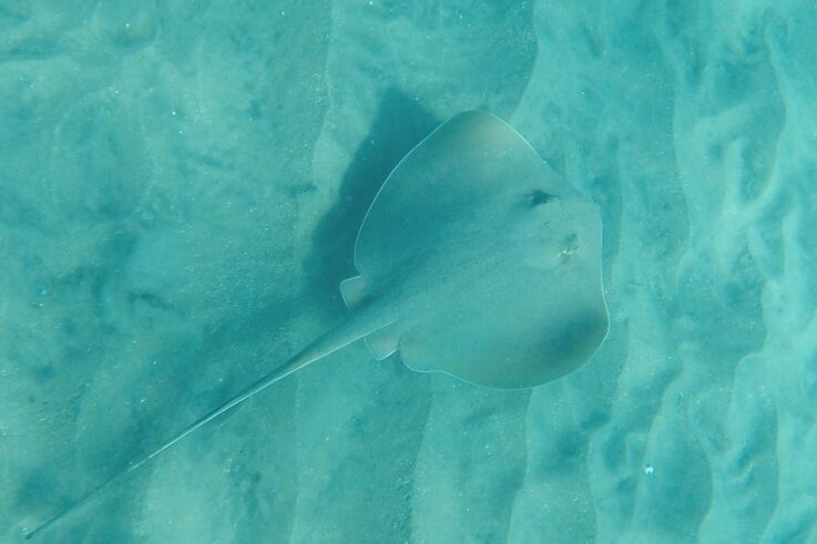 Manta Raya Diamante descubierta por ciencia ciudadana y CEAZA