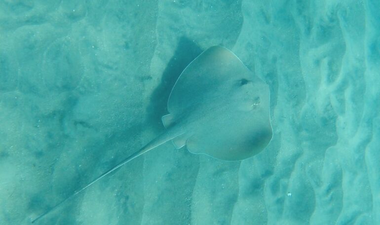 Manta Raya Diamante descubierta por ciencia ciudadana y CEAZA