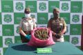 Decomiso de Marihuana en Los Vilos