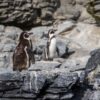 Reserva Nacional Pingüino de Humboldt