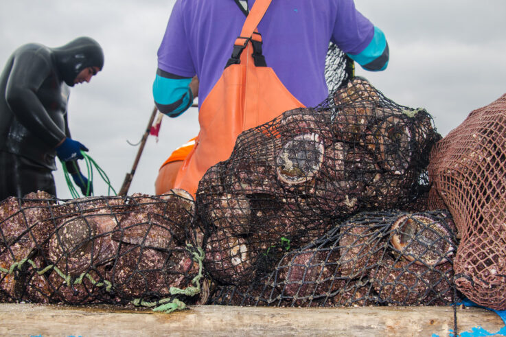 Plantas desaladoras y salmueras impactan en el loco