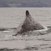 Cachalote en archipiélago de Humboldt
